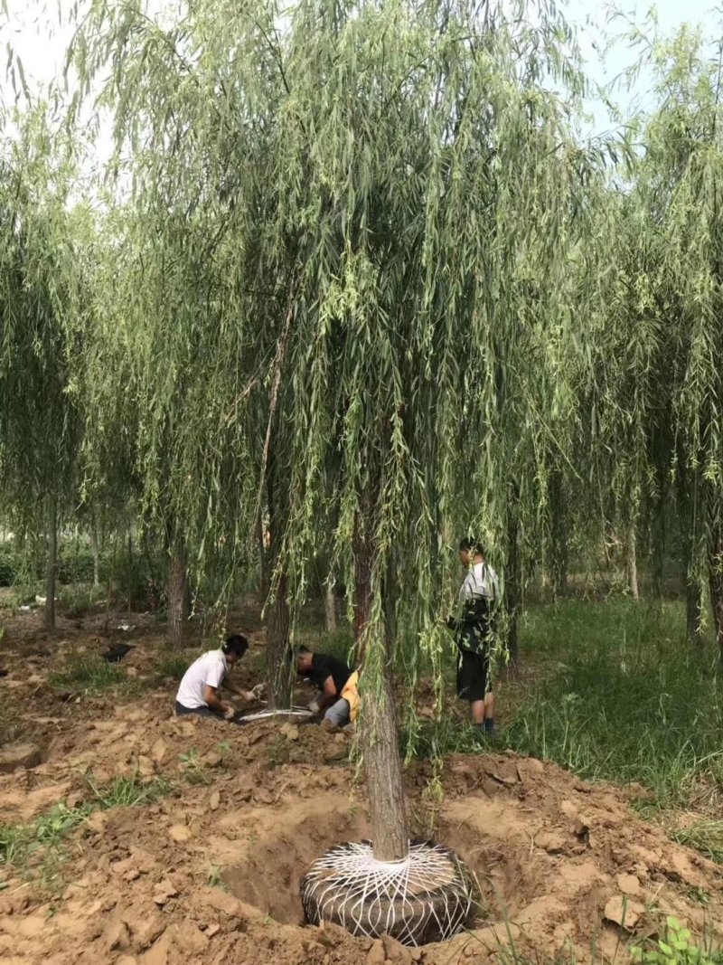垂柳，嫁接垂柳，西湖垂柳，500亩苗圃直供