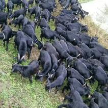 黑山羊种羊、四川成都川羊农业公司负责品种改良！