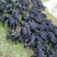 黑山羊种羊、四川成都川羊农业公司负责品种改良！