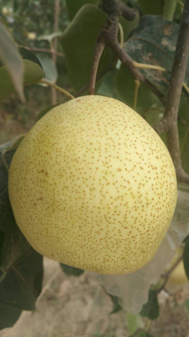 貢梨
