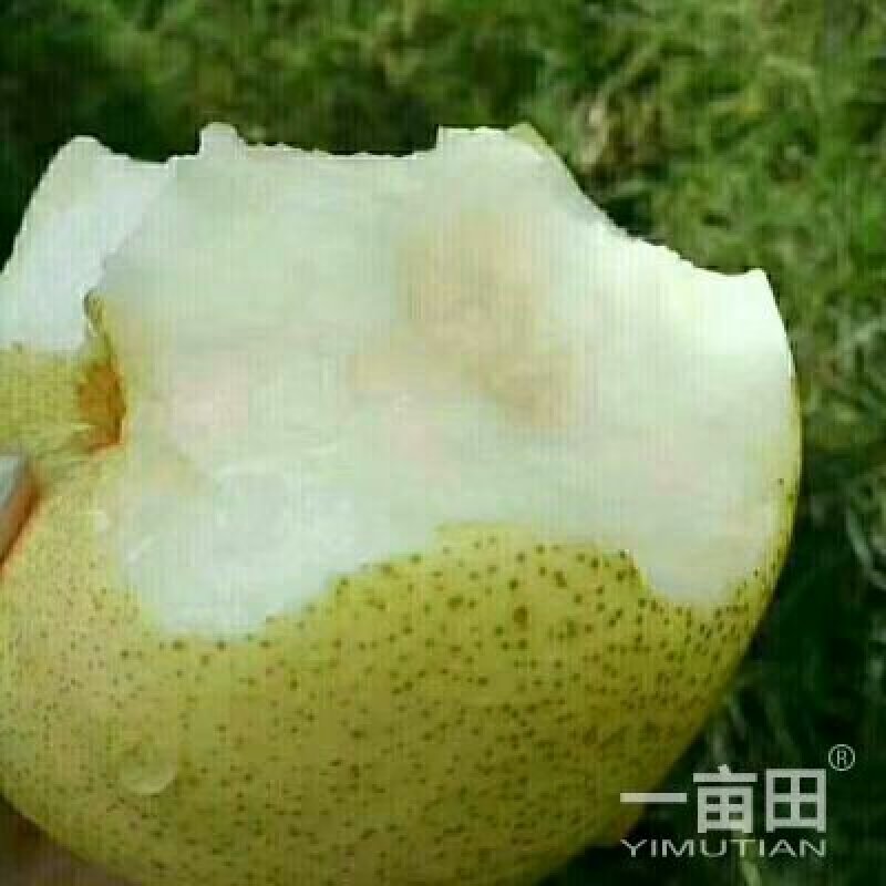 自己爸妈在家种植金顶谢花酥梨，目前还有五千斤左右