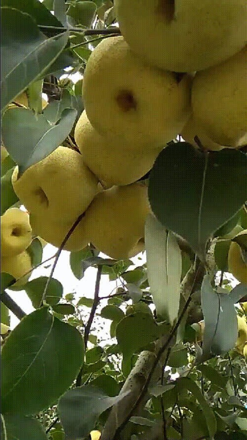 自己爸妈在家种植金顶谢花酥梨，目前还有五千斤左右