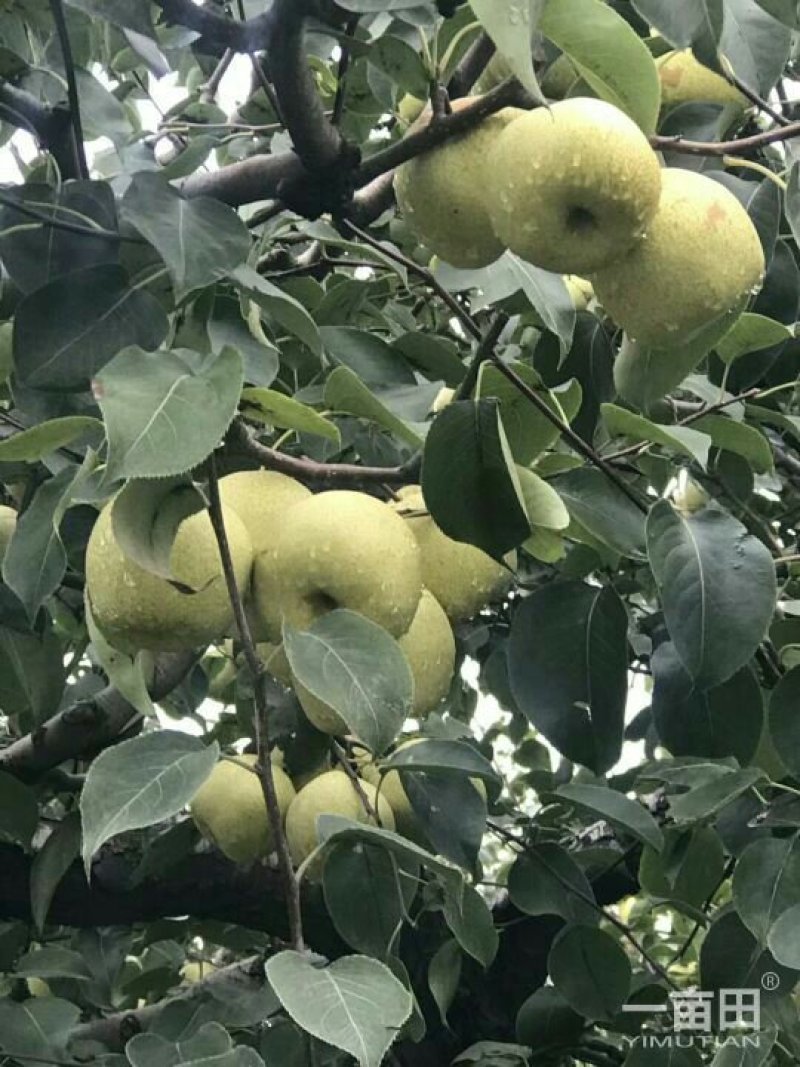 自己爸妈在家种植金顶谢花酥梨，目前还有五千斤左右