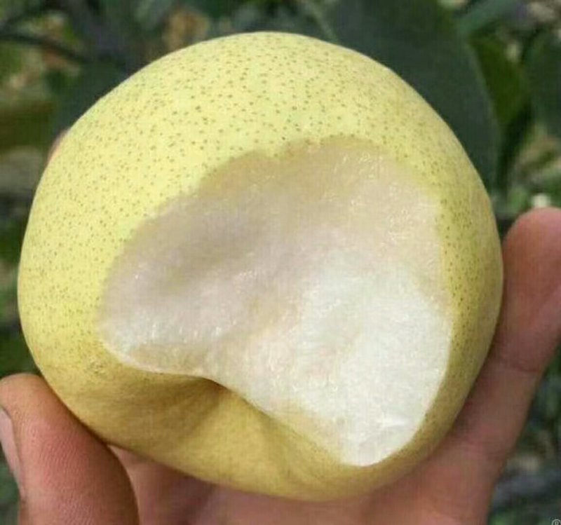 自己爸妈在家种植金顶谢花酥梨，目前还有五千斤左右
