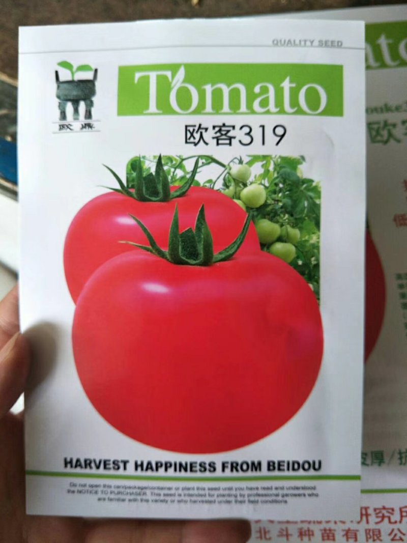多汁小番茄