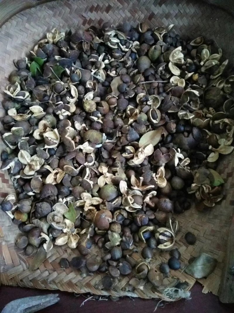 野山茶籽