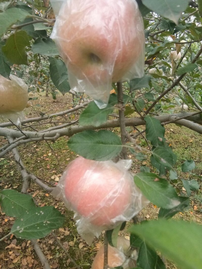 红富士苹果
