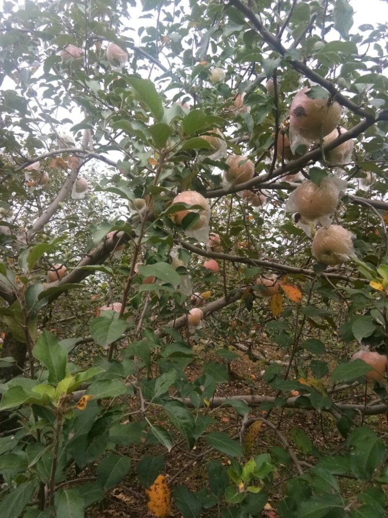 红富士苹果