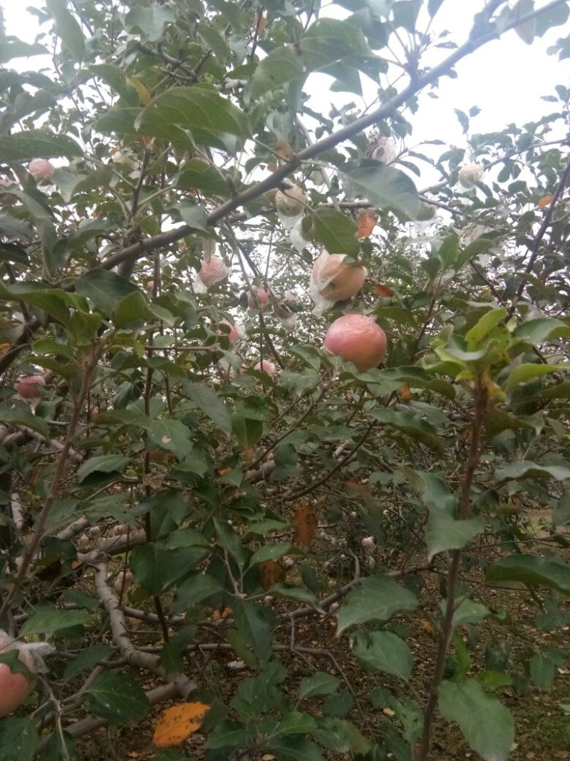 红富士苹果