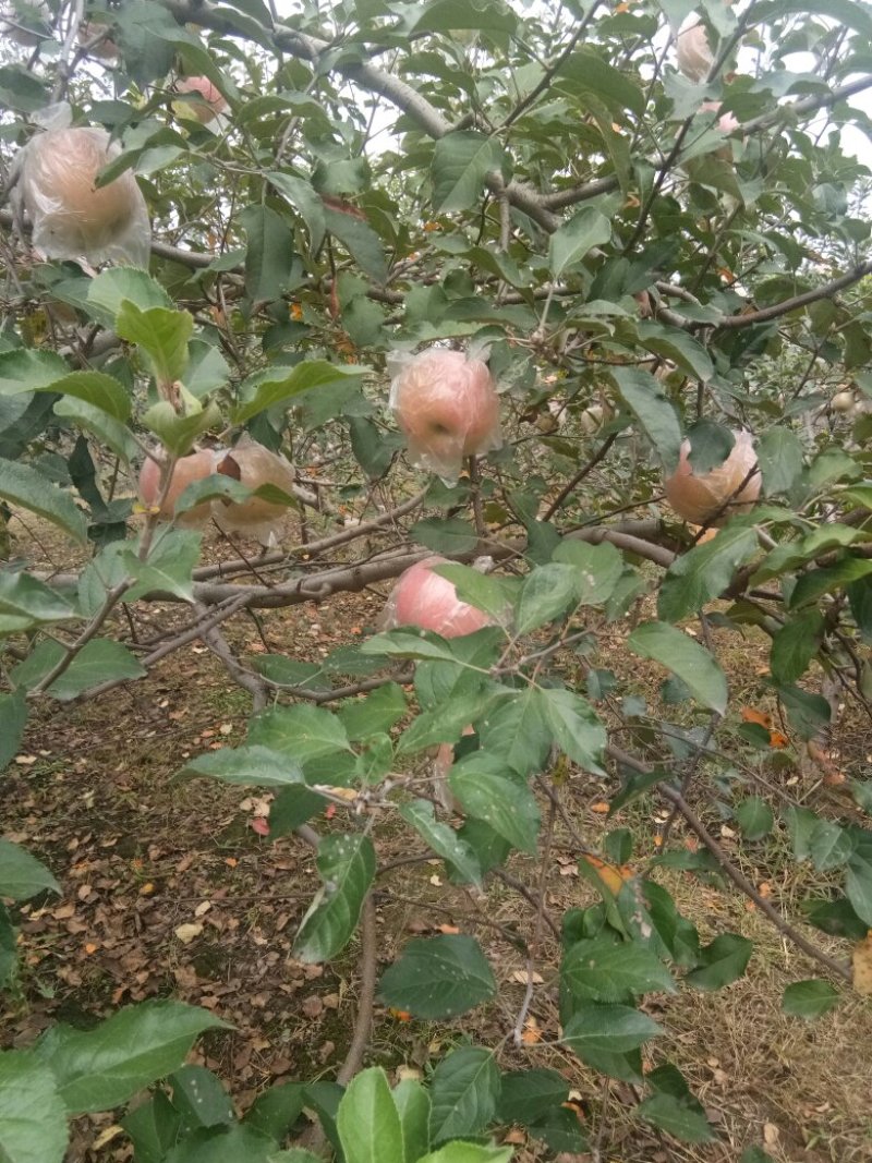 红富士苹果