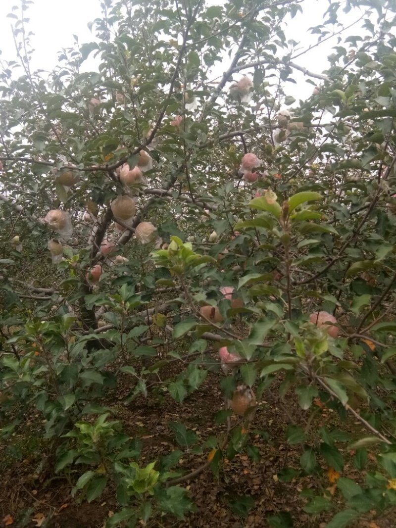 红富士苹果