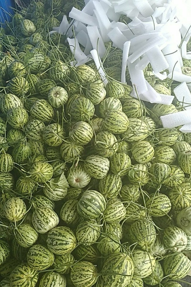 花蕾一号甜瓜甜掉牙欢迎来电咨询中国甜瓜香瓜