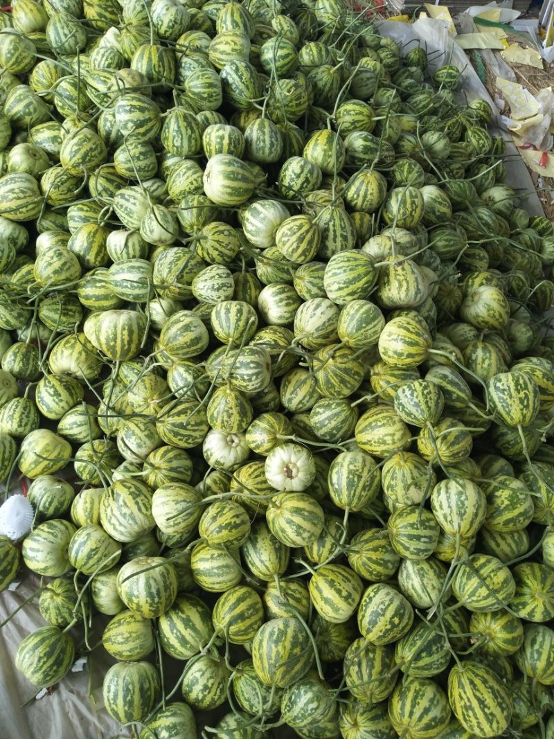花蕾一号甜瓜甜掉牙欢迎来电咨询中国甜瓜香瓜