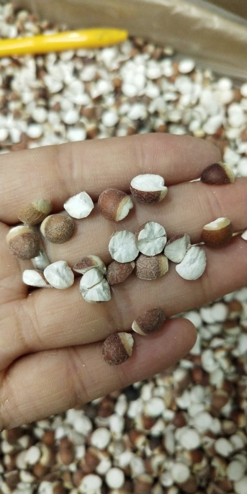 肇庆芡实米正宗肇庆芡实规格齐全24小时发货不包邮