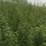 药用连翘苗