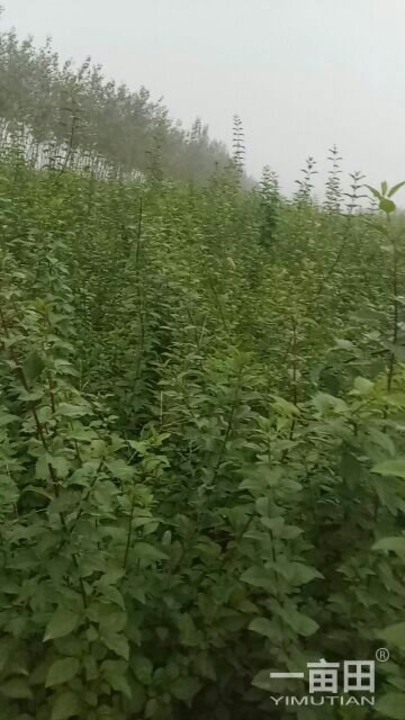 药用连翘苗