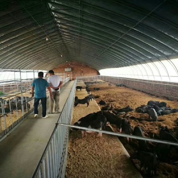 天津养殖大棚种植大棚厂家专业生产规格齐全
