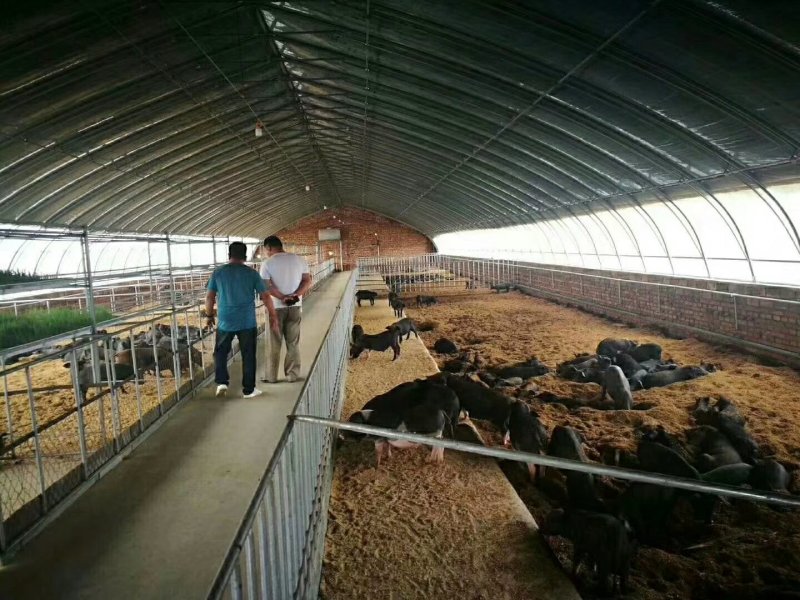 天津养殖大棚种植大棚厂家专业生产规格齐全