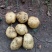 延薯4杠二