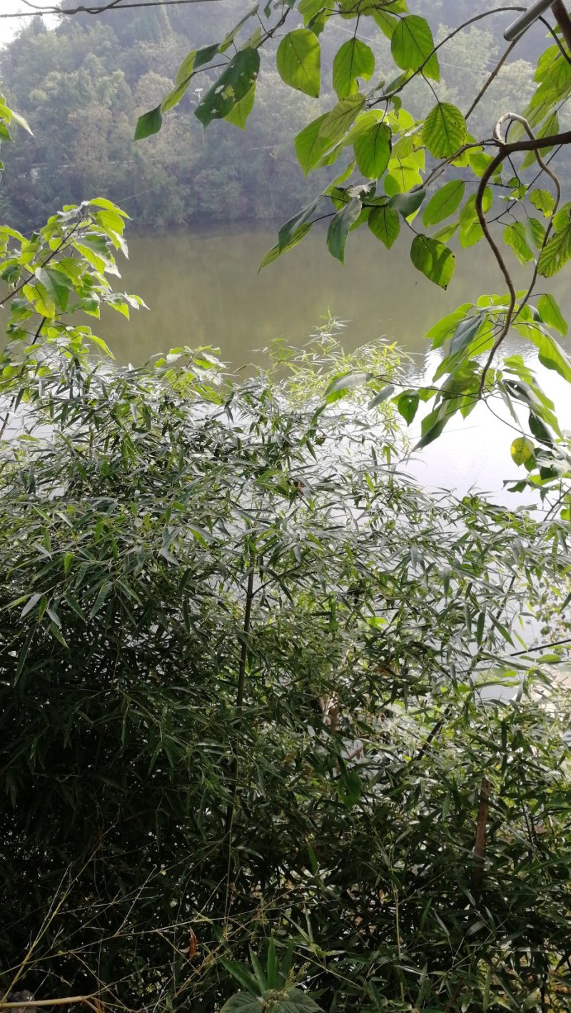 裸斑鲤鱼苗