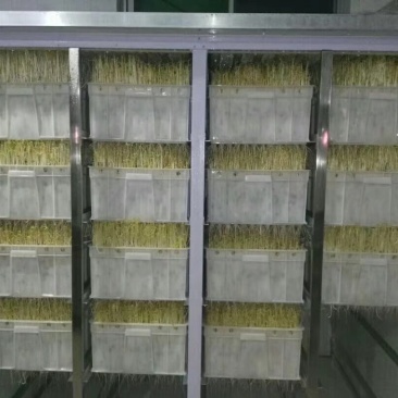 厂家供应家用小型豆芽机金盛达日产200斤的豆芽机