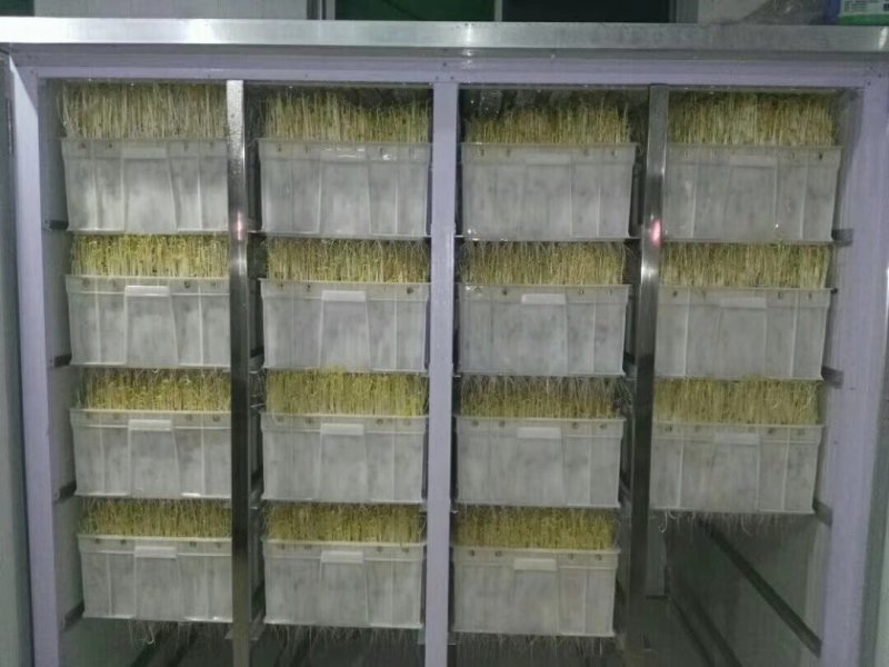 厂家供应家用小型豆芽机金盛达日产200斤的豆芽机