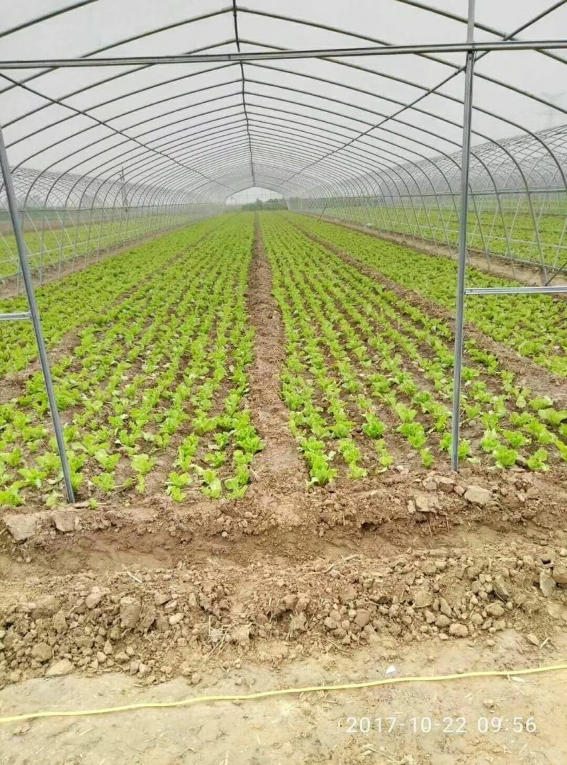 天津制作蔬菜大棚种植大棚厂家可来图来样定做