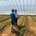 天津制作蔬菜大棚种植大棚厂家可来图来样定做