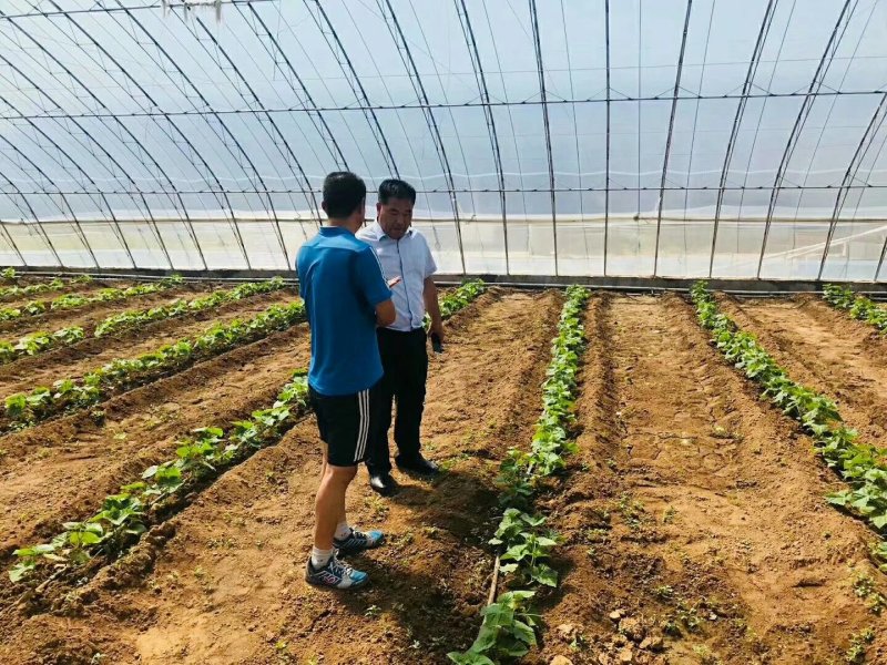 天津制作蔬菜大棚种植大棚厂家可来图来样定做