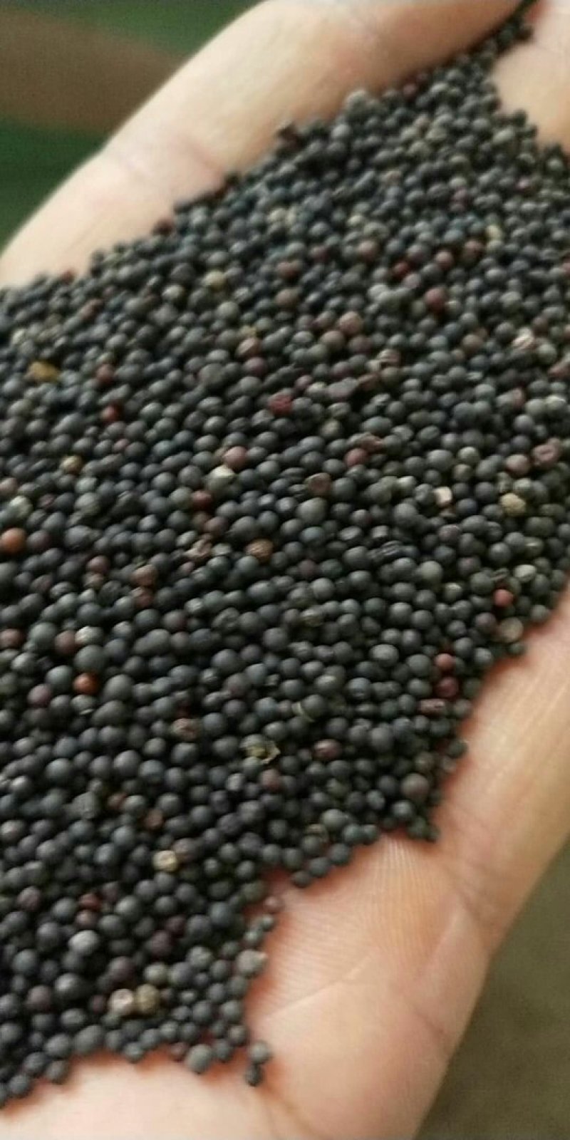 油菜籽