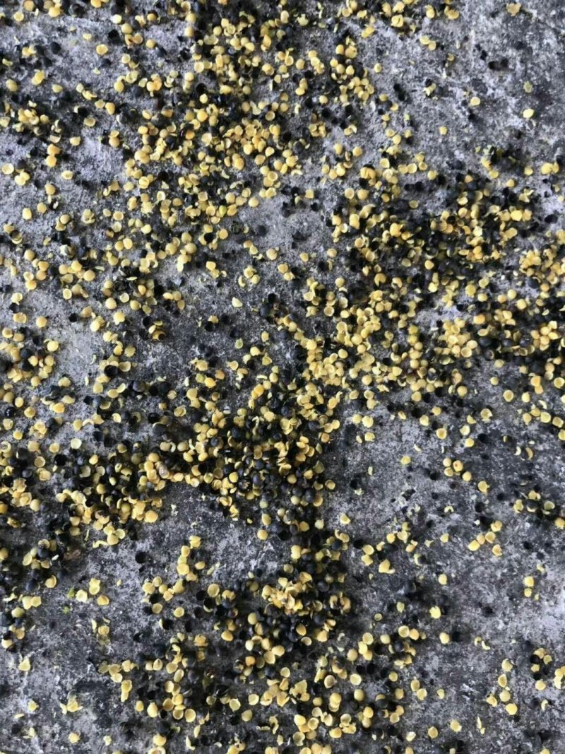 油菜籽