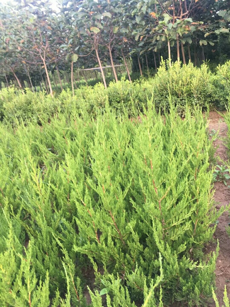 小龙柏龙柏嫁接龙柏工程绿化苗木批发