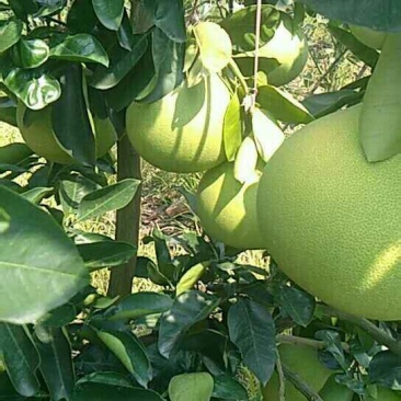脆香甜