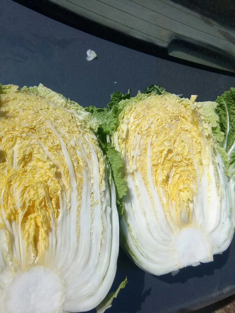 黄心白菜