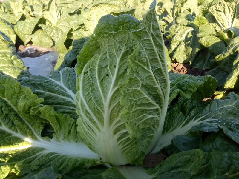 黄心白菜