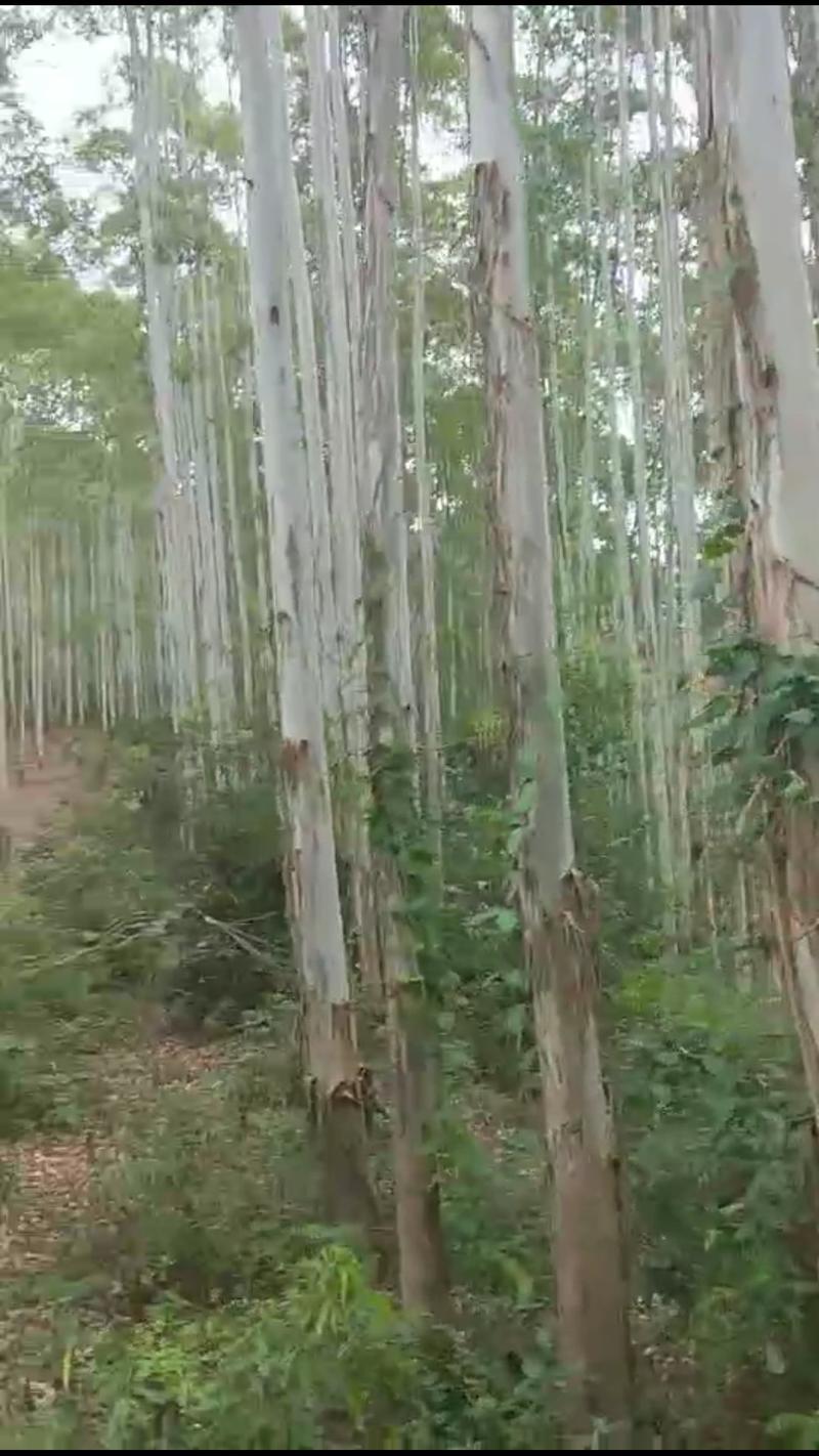 15万亩桉树正在砍伐，寻找加工厂合作。
