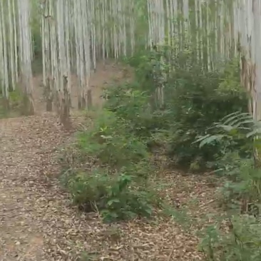 15万亩桉树正在砍伐，寻找加工厂合作。