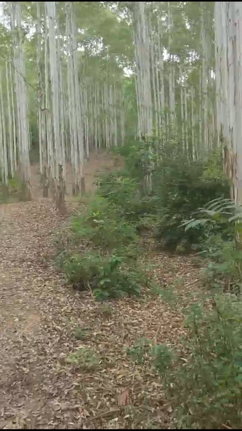 15万亩桉树正在砍伐，寻找加工厂合作。