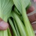 大量供应精品上海青小颗油菜，欢迎各地老板订购，可实地考察