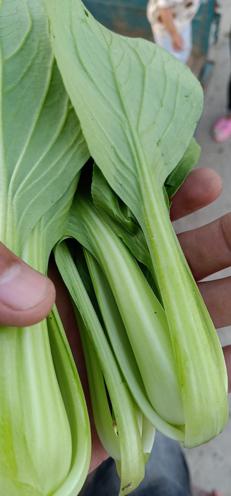 大量供应精品上海青小颗油菜，欢迎各地老板订购，可实地考察