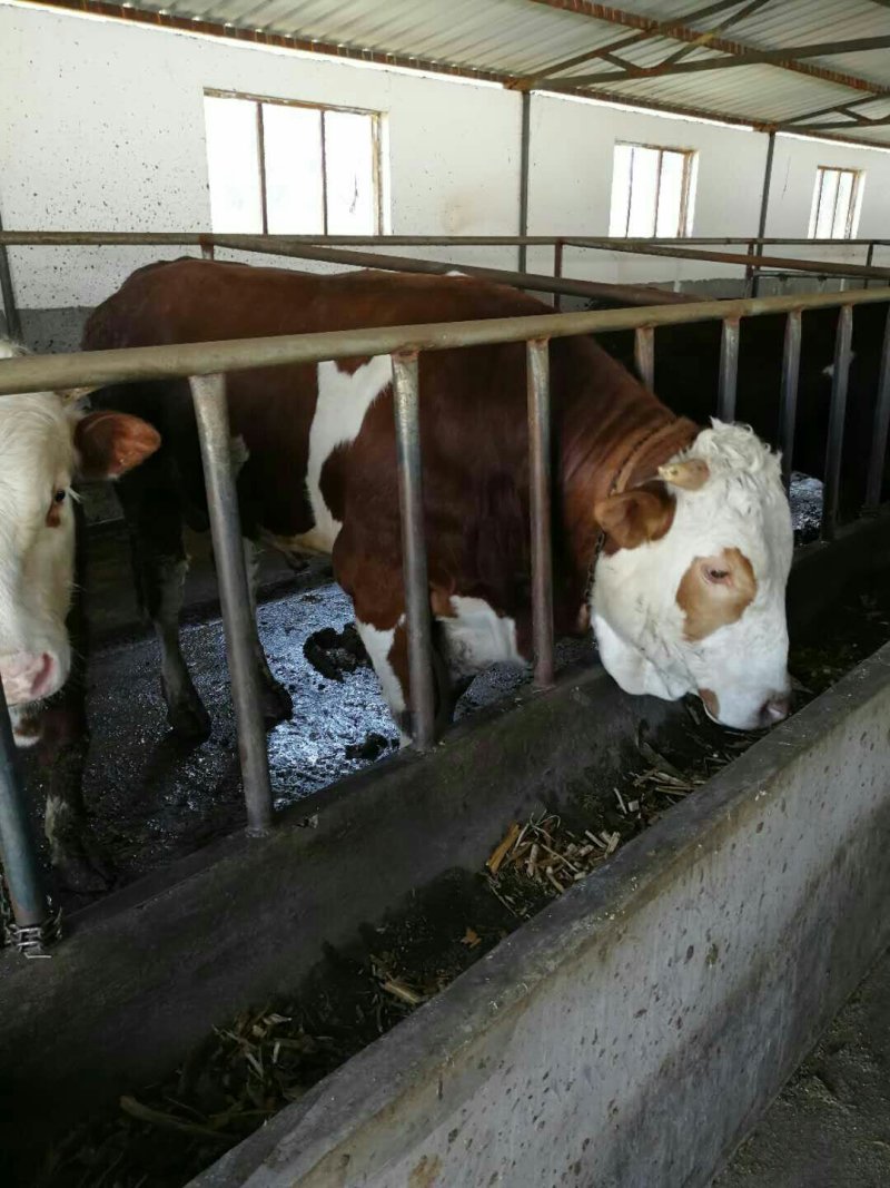 西门达尔牛犊出售土黄牛小土牛西门达尔牛马出售