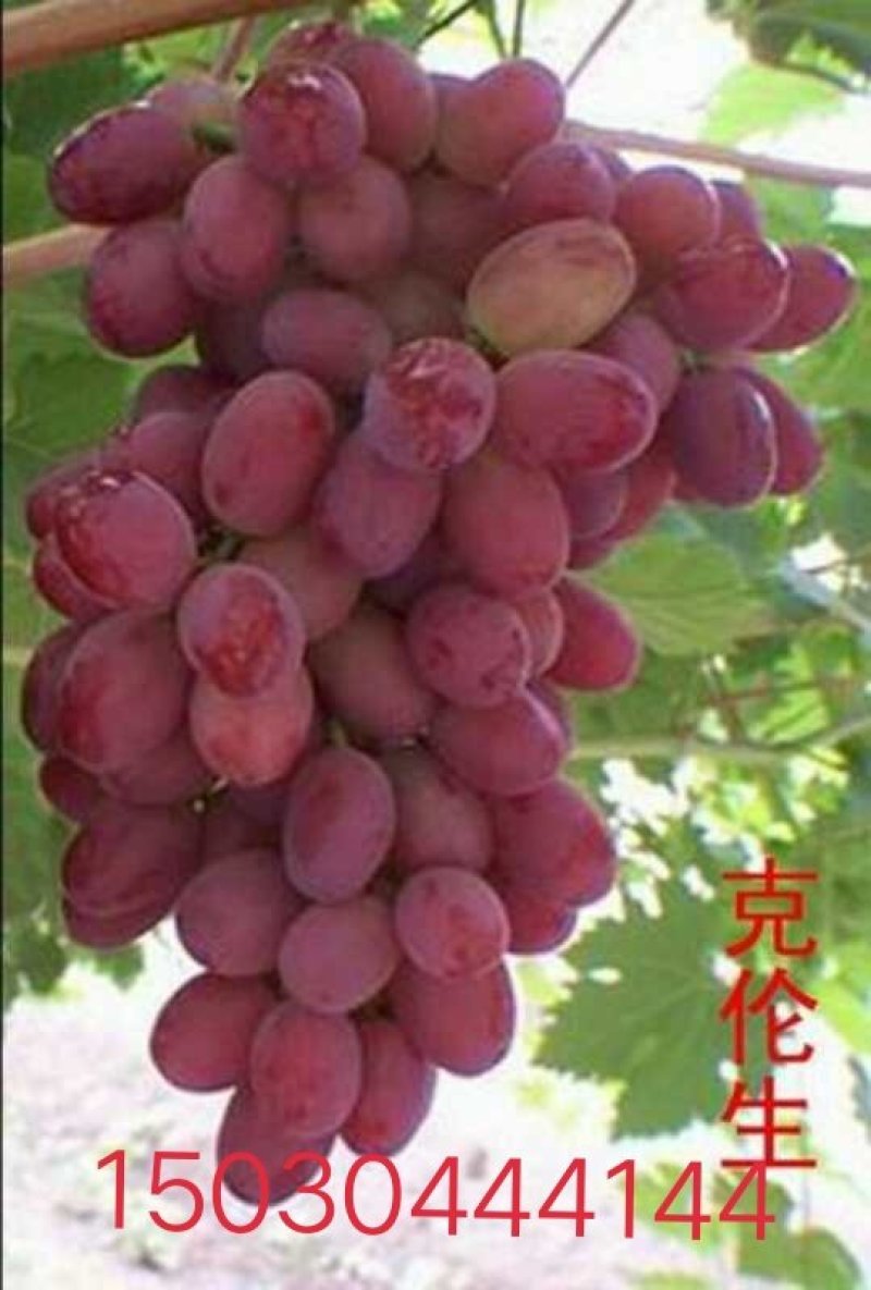 佳旺葡萄苗木基地