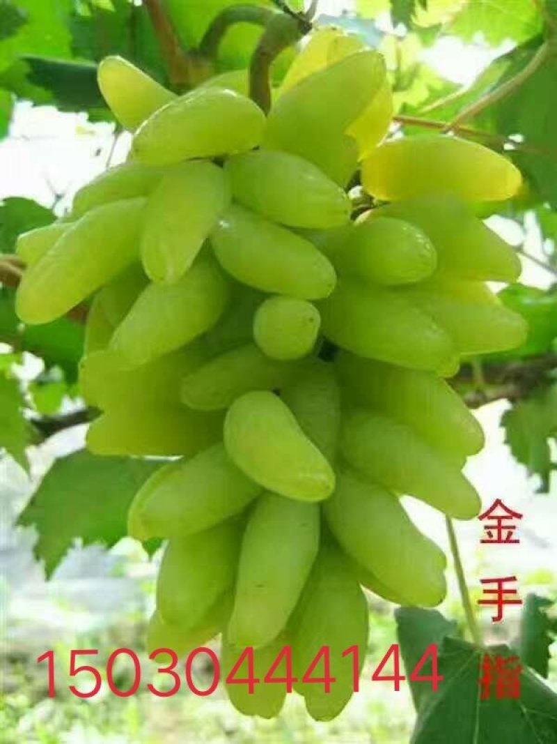 佳旺葡萄苗木基地