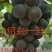 佳旺葡萄苗木基地