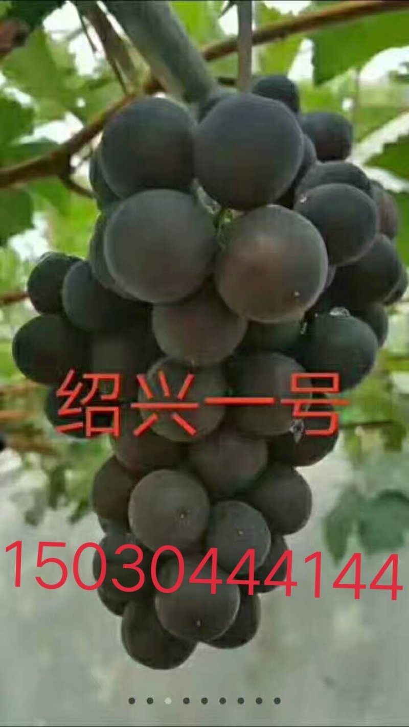 佳旺葡萄苗木基地