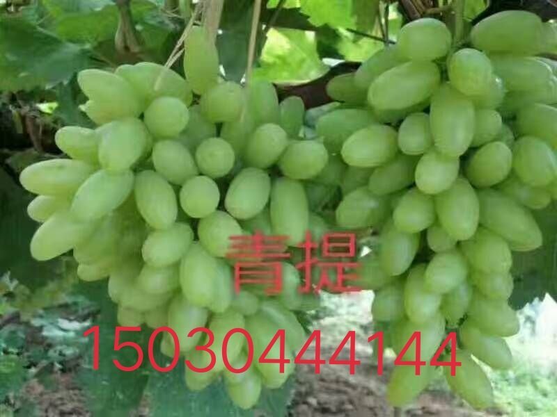 佳旺葡萄苗木基地