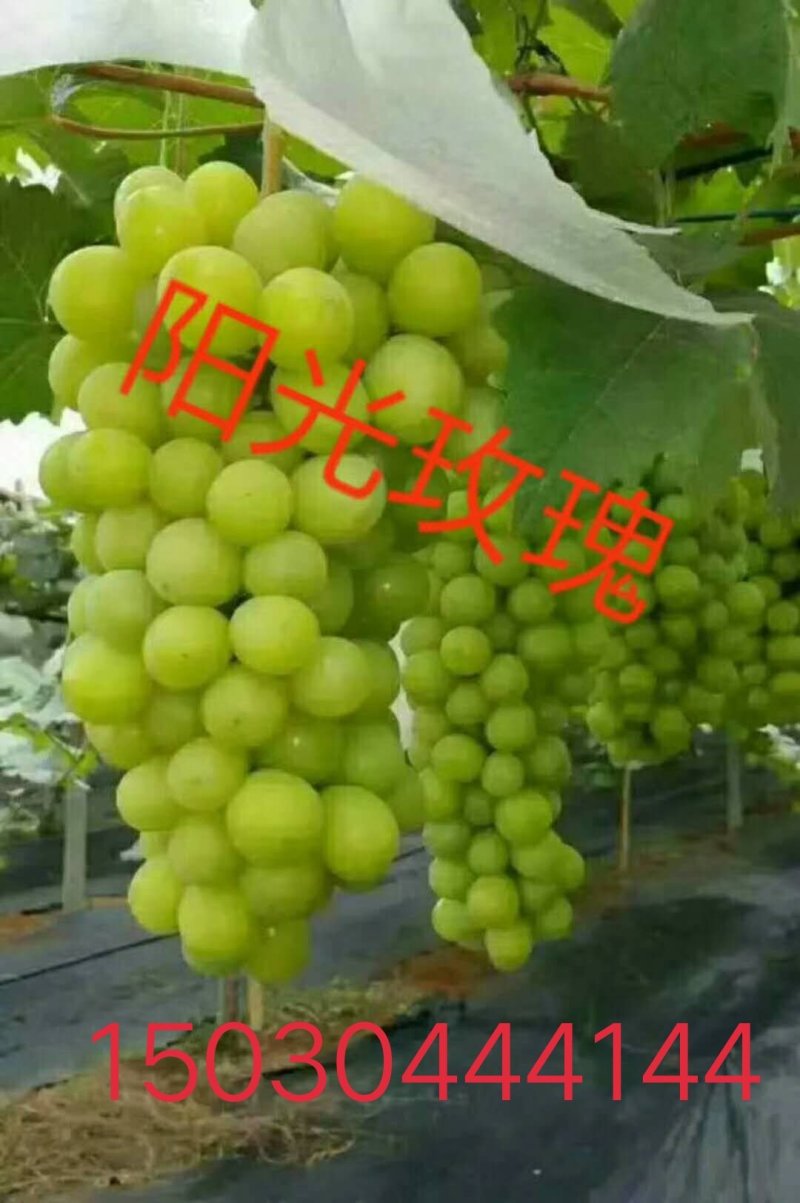 佳旺葡萄苗木基地