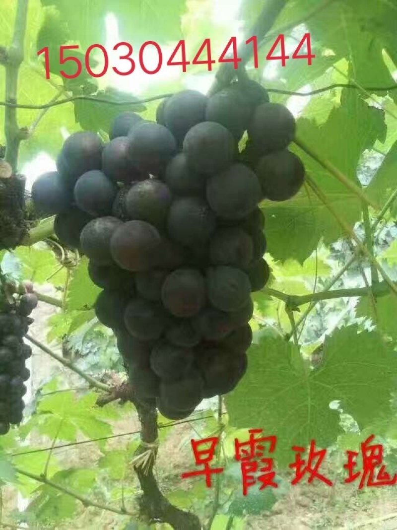 佳旺葡萄苗木基地