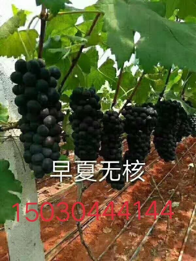 佳旺葡萄苗木基地