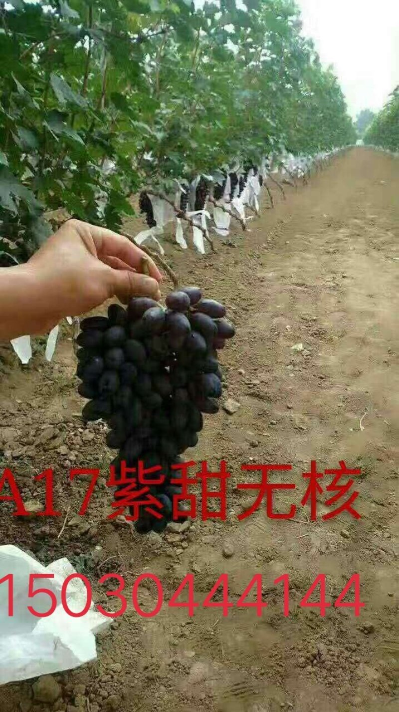 佳旺葡萄苗木基地